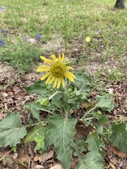 Tetragonotheca repanda