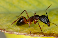 Camponotus barbaricus