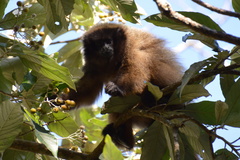 Callicebus nigrifrons