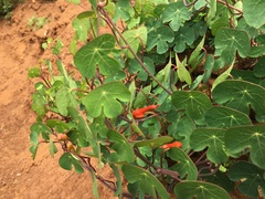 Tropaeolum tuberosum
