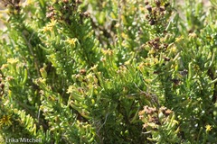 Limbarda crithmoides