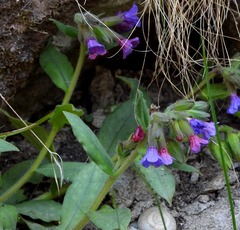 Pulmonaria australis