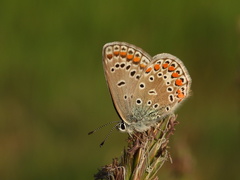 Polyommatus icarus