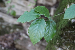 Euonymus leiophloeus