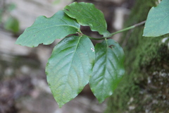 Euonymus leiophloeus