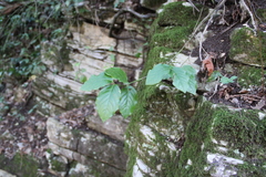 Euonymus leiophloeus