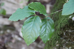 Euonymus leiophloeus