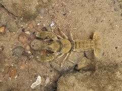 Cambarus girardianus