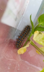 Melitaea didyma