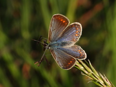 Polyommatus icarus