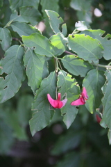 Euonymus leiophloeus