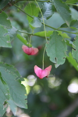 Euonymus leiophloeus