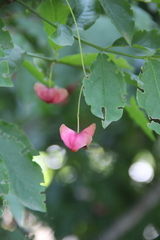 Euonymus leiophloeus
