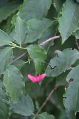 Euonymus leiophloeus