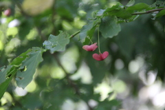 Euonymus leiophloeus