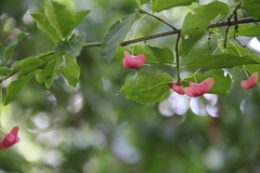 Euonymus leiophloeus