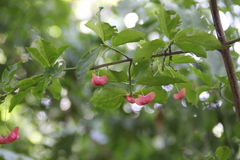 Euonymus leiophloeus