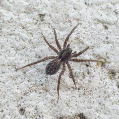 Pardosa