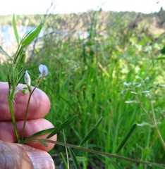 Vicia minutiflora