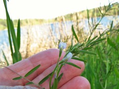 Vicia minutiflora