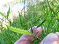 Vicia minutiflora