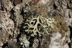 Evernia prunastri