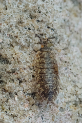 Porcellio scaber