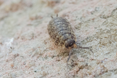 Porcellio scaber