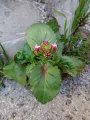 Centranthus macrosiphon