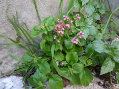 Centranthus macrosiphon