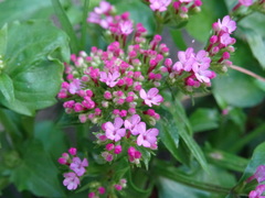 Centranthus macrosiphon