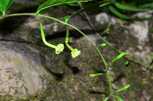 Scyphostegia borneensis observed 2019-09-08