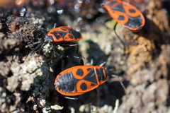 Pyrrhocoris apterus