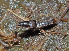 Oxypoda opaca