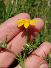 Pseudobahia heermannii