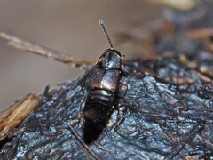 Oxypoda opaca