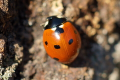 Coccinella septempunctata