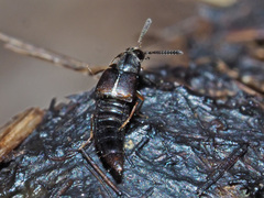 Oxypoda opaca