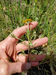 Pseudobahia heermannii