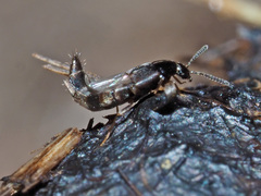 Oxypoda opaca