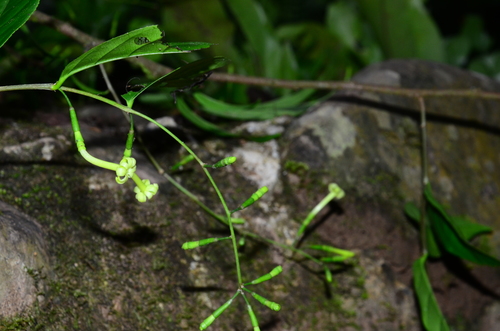 Scyphostegia borneensis observed 2019-09-08