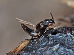 Oxypoda opaca