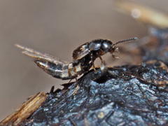 Oxypoda opaca