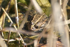 Pelophylax ridibundus