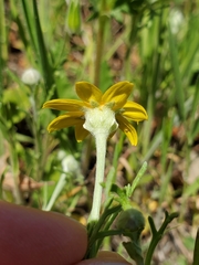 Pseudobahia heermannii