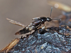 Oxypoda opaca