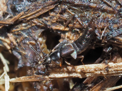 Oxypoda opaca