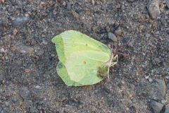 Gonepteryx rhamni