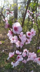 Prunus