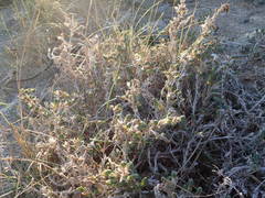 Crucianella maritima